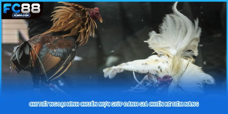 Chi tiết ngoại hình chuẩn mực giúp đánh giá chiến kê tiềm năng