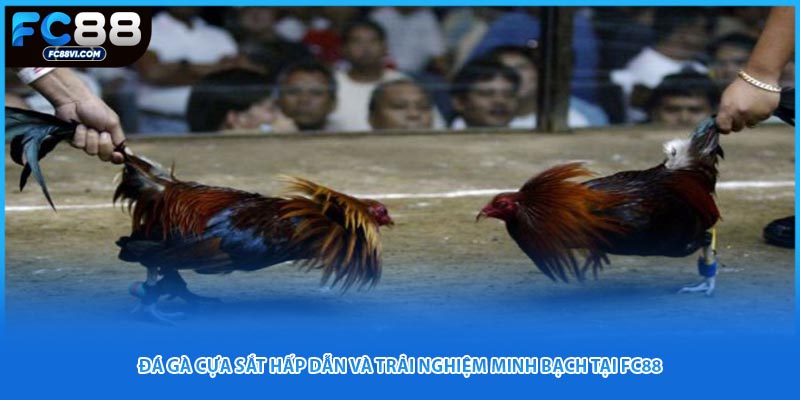 Đá Gà Cựa Sắt Hấp Dẫn Và Trải Nghiệm Minh Bạch Tại FC88