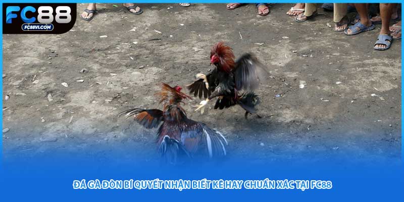 Đá Gà Đòn Bí Quyết Nhận Biết Kê Hay Chuẩn Xác Tại FC88
