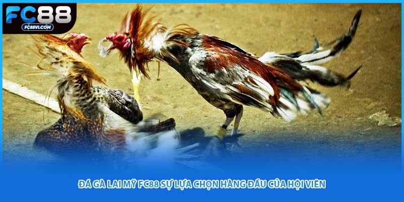 Đá Gà Lai Mỹ FC88 Sự Lựa Chọn Hàng Đầu Của Hội Viên